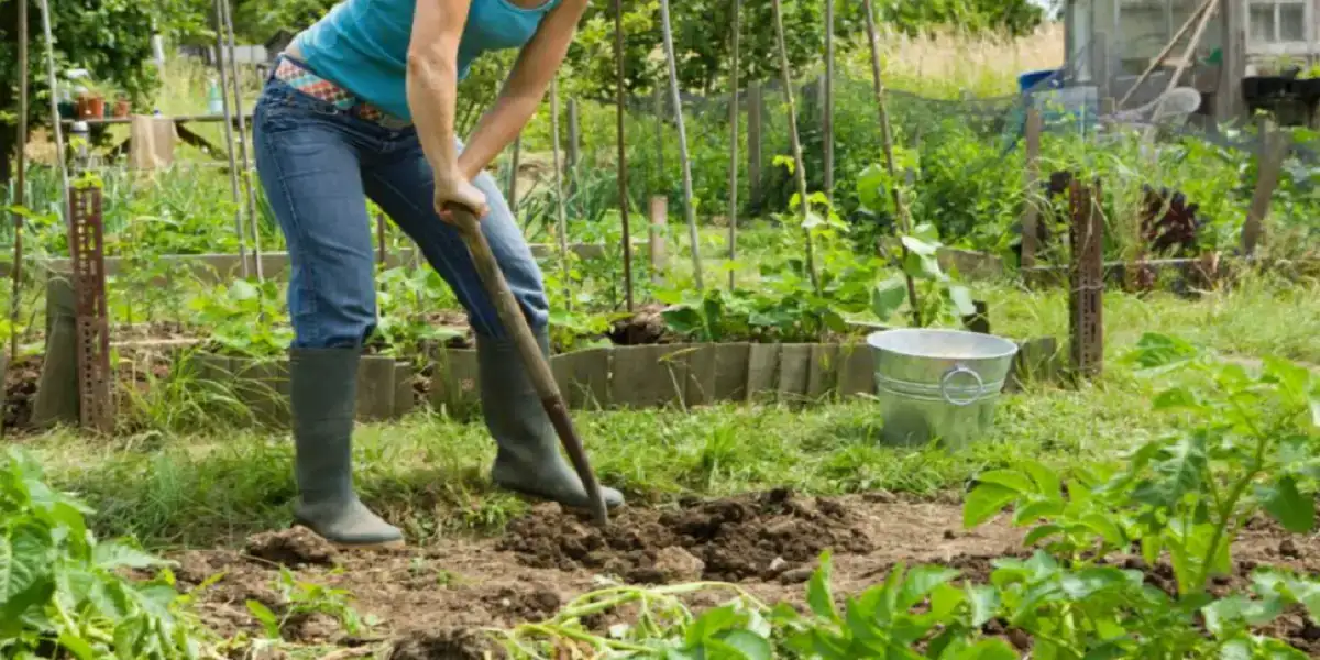 Read more about the article Transforming Spaces with Nature’s Touch – The Story of MyGardenAndPatio