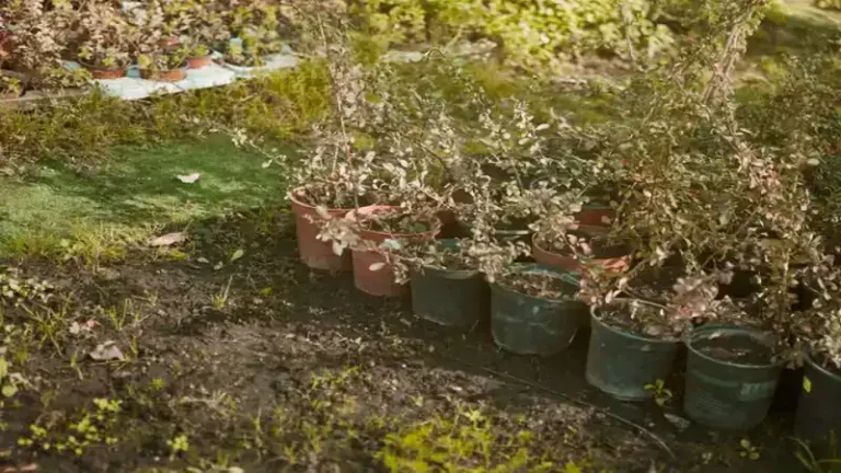 Eco-Friendly