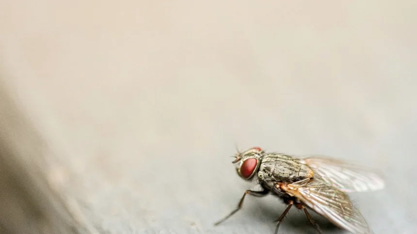 DIY Home Security Starts with Pest Control